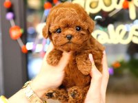 KOREAN TOY POODLE YAVRULARIM