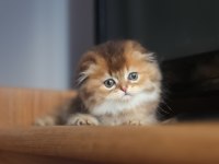 Scottish fold erkek ny25