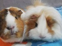Safkan Irk Garantili Guineapig Yavrularım