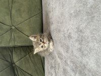 British shorthair