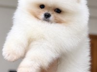 Kartopu Gibi Pomeranian Boo