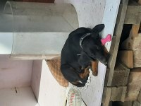 YAVRU DOBERMAN