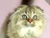 Scottish fold highland golden dişi