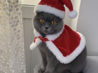 Ücretsiz sahiplendirme scottish fold kedimiz