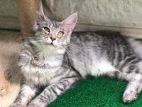 Erkek main coon