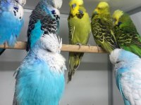 Show jumbo muhabbet kuşu