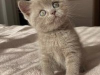 Özel renk Lilac British Shorthair
