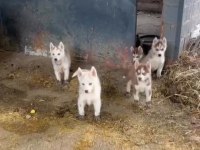 A kalite husky Sibirya kurdu yavrularım