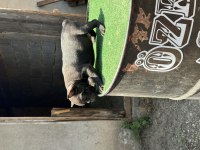 Mükemmel anatomi de french bulldog yavrularımız