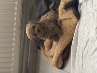 4.5 aylık dişi Maltipoo Yuva Aranıyor