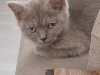 3 aylık british shorthair