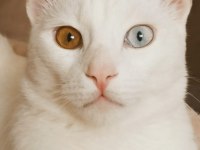 VAN KEDİMİZE ÇOK ACİL YUVA ARIYORUZ