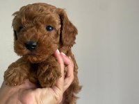 RED BROWN TOY POODLE YAVRULAR
