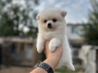 Pomeranian yavrumuz
