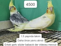 ÜRETİME UYGUN TAKIM SULTAN PAPAĞANLARI