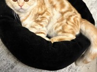 Scottish Fold Kedimiz