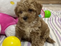 Çiş Eğitimli Maltipoo Balı