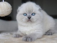 Deniz Mavisi Gözlü Scottish Fold Shorthair