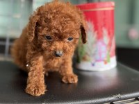 Tea cup kore poodle yavrular petmode den