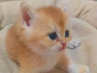 BRİTİSH SHORTHAİR VE BRİTİSH LONGHAİR