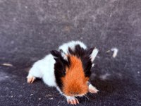 Sevimli ginepigler