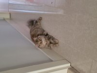 British longhair gümüş rengi