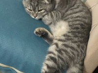 10 aylık erkek scottish fold