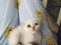 Dişi ve erkek son scottish fold yavrular