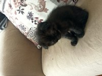 1.5 aylık scottish fold kedisi