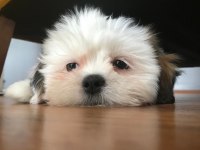 Tatlış shih tzu