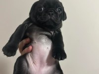 Pug mola yavrular 0-3 aylık