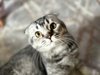 Scottish fold çocuğumuz olacak diye sahiplendirilecek
