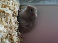teddy bear hamster