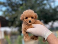 Toy Poodle Köpekler Referans Yavru