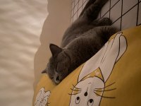 Gri British Shorthair 2 Yaşında