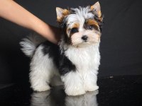 Morkie Adrese Teslim, Kapıda Ödeme Yapabilirsiniz