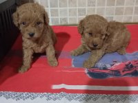 Poodle yavrularımız mini ve toy boy renk renk
