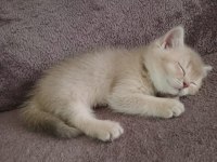 1 aylık yavru british shorthair