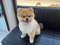 AYI SURAT ÇİFT TESTİS EŞLEŞME TECRÜBELİ POMERANİAN
