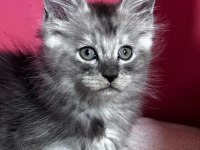 Türkiyenin tek tescilli şampiyonundan maine coon