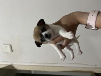 1 Aylık Chihuahua Yavrular