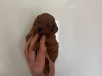 Kore Poodle Erkek Yavru
