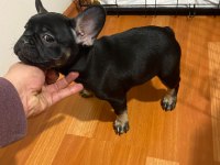 Black Tan French Bulldog