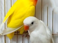 Lutino albino cennet papağanı