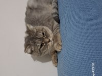 7 aylık dişi uysal scottish fold