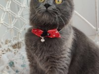 British short hair erkek kedim