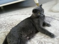 Kendi Scottish Fold Yavrularımız