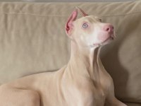 ALBİNO DOBERMAN  ESTETİKLİ AŞILARI YAPILI