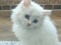 2 aylık dişi british longhair
