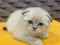 Safkan Blue Point Scottish Kediler